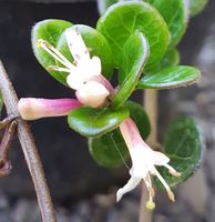 Lonicera crassifolia 'Little Honey'